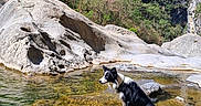 Chôpline Et Alpage participe au concours pour gagner de l'argent avec cette photo : animal, black_and_white, canine, dog, forest, landscape, mountains, nature, outdoor, peaceful, reflection, river, rocks, scenery, stream, summer, sunlight, trees, water, wildlife