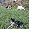 Chôpline Et Alpage a rejoint le concours — aidez-le/la à gagner de superbes lots ! animal, canine, dog, domestic_animal, field, forest, goat, grass, grazing, greenery, herd, hill, landscape, mammal, nature, outdoor, pet, resting, rural, tree