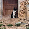 Chôpline Et Alpage a rejoint le concours — aidez-le/la à gagner de superbes lots ! animal, black_and_white, border_collie, canine, dirt, dog, doorway, grass, happy, nature, old_building, outdoor, pet, rural, rustic, sitting, stone_wall, texture, watchful, wooden_door