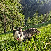 N'Chôpline a rejoint le concours — aidez-le/la à gagner de superbes lots ! dog, border_collie, black_and_white, animal, pet, meadow, grass, mountain, forest, alpine, hillside, sheep, sunlight, outdoors, nature, landscape, valley, long_hair, happy, running