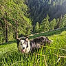 dog, border_collie, black_and_white, animal, pet, meadow, grass, mountain, forest, alpine, hillside, sheep, sunlight, outdoors, nature, landscape, valley, long_hair, happy, running