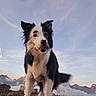dog, border_collie, black_and_white, mountain, mountain_peak, outdoors, summit, landscape, sky, clouds, mist, sunset, sunrise, nature, adventure, fluffy, tongue_out, standing, portrait, scenic