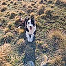 dog, border_collie, black_and_white, outdoors, mountain, meadow, grass, dry_grass, rocks, nature, landscape, hiking, adventure, sitting, happy, open_mouth, tongue, long_fur, pet, sunlight