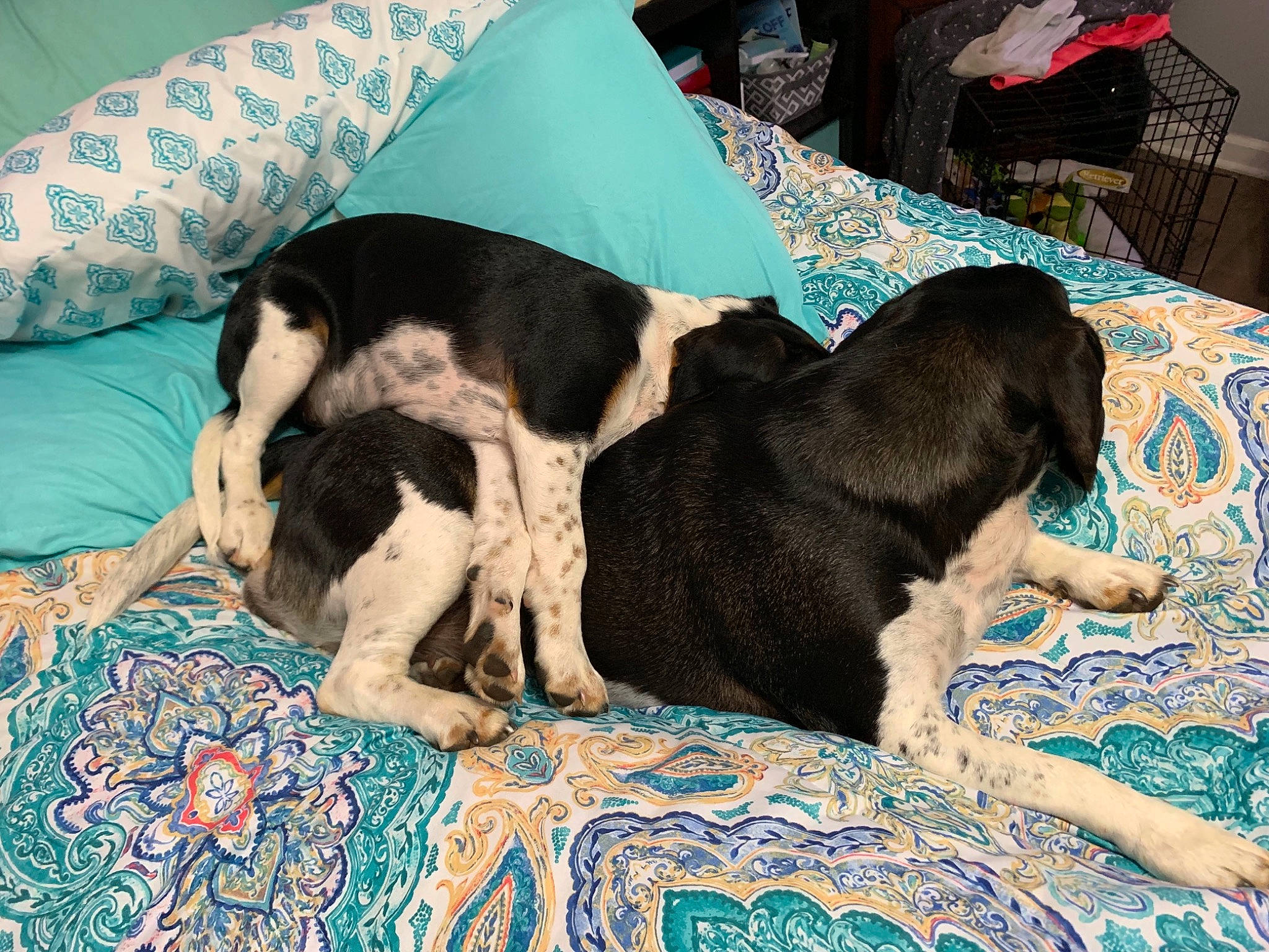 Sadie Grace joined the competition — help win amazing prizes! bluetick_coonhound, canidae, carnivore, coonhound, dog, dog_breed, mammal, nap, sporting_group, vertebrate