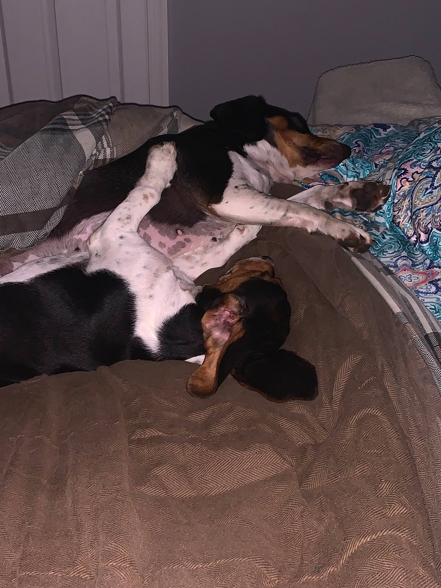 Sadie Grace is registered to the contest to win money with this photo: canidae, carnivore, dog, dog_breed, guard_dog, room