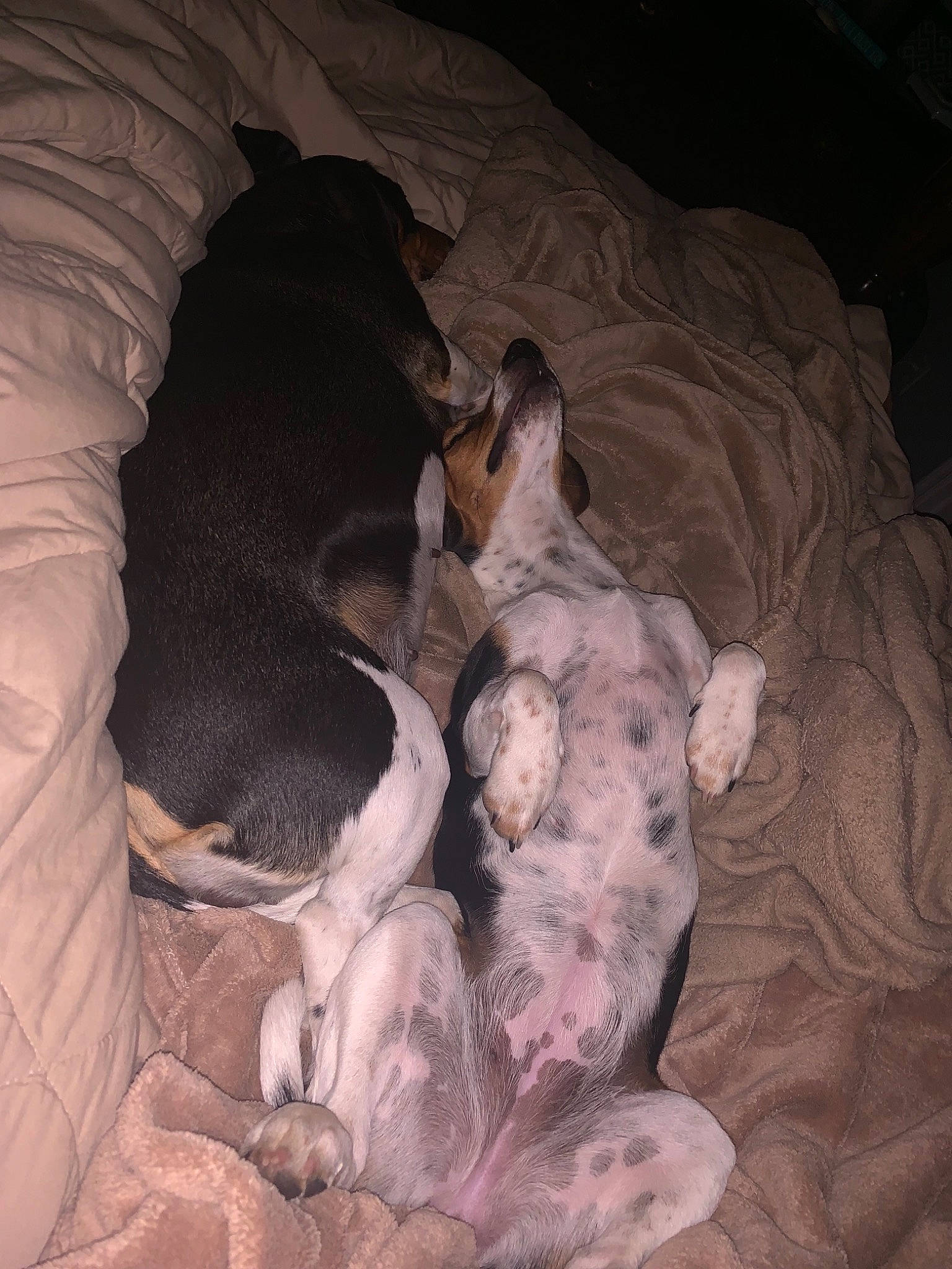 Sadie Grace is registered to the contest to win money with this photo: canidae, carnivore, dog, dog_breed, paw, puppy