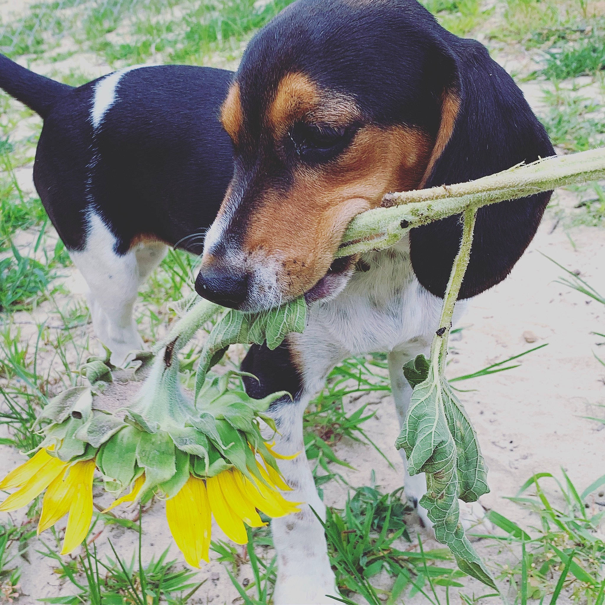 Sadie Grace is registered to the contest to win money with this photo: beagle, canidae, carnivore, dog, dog_breed, english_coonhound, estonian_hound, finnish_hound, halden_hound, hamiltonstovare, harrier, hound, hunting_dog, mammal, rare_breed_dog, scent_hound, schweizer_laufhund, serbian_tricolour_hound, treeing_walker_coonhound, vertebrate