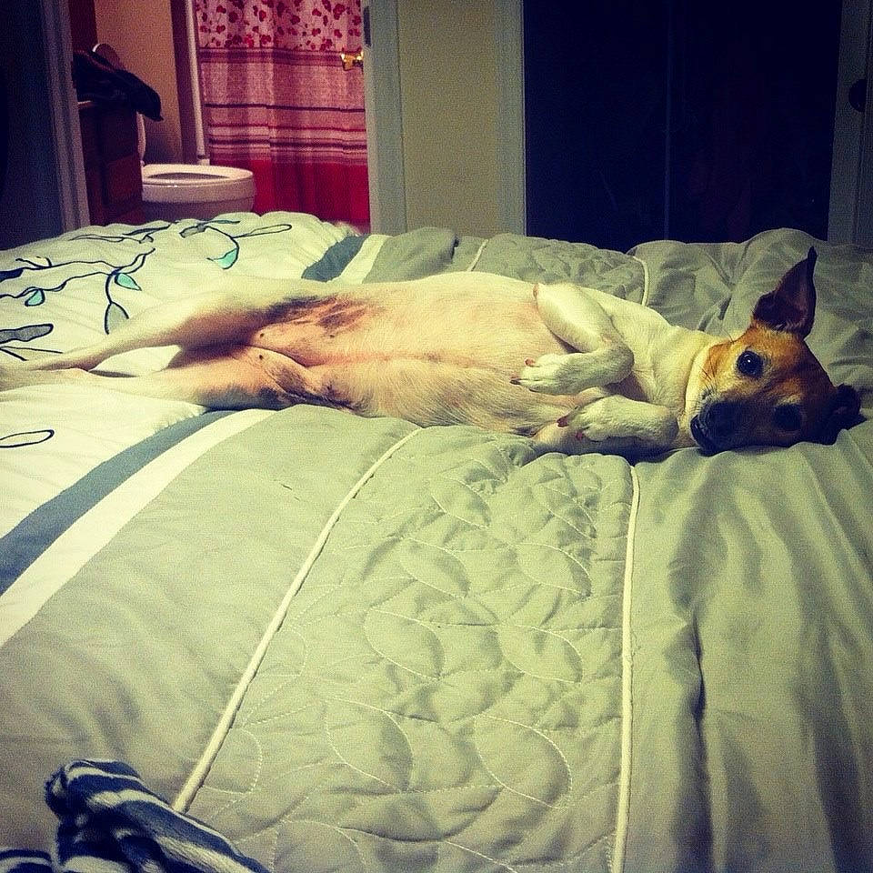 Lily is registered to the contest to win money with this photo: bed, bed_sheet, bedding, bedroom, bedtime, blanket, canidae, carnivore, cat, comfort, companion_dog, dog, fawn, fur, furniture, linens, nap, room, sleep, textile