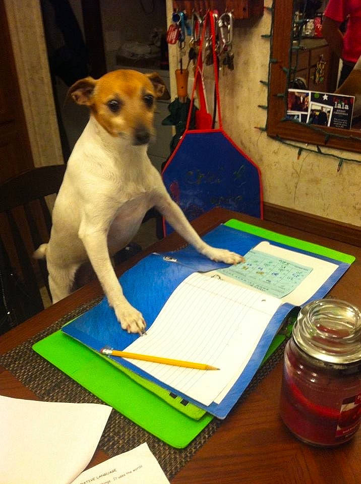 Lily is registered to the contest to win money with this photo: canidae, carnivore, companion_dog, dog, dog_breed, fawn, fox_terrier, jack_russell_terrier, parson_russell_terrier, rat_terrier, russell_terrier, smooth_fox_terrier, tenterfield_terrier