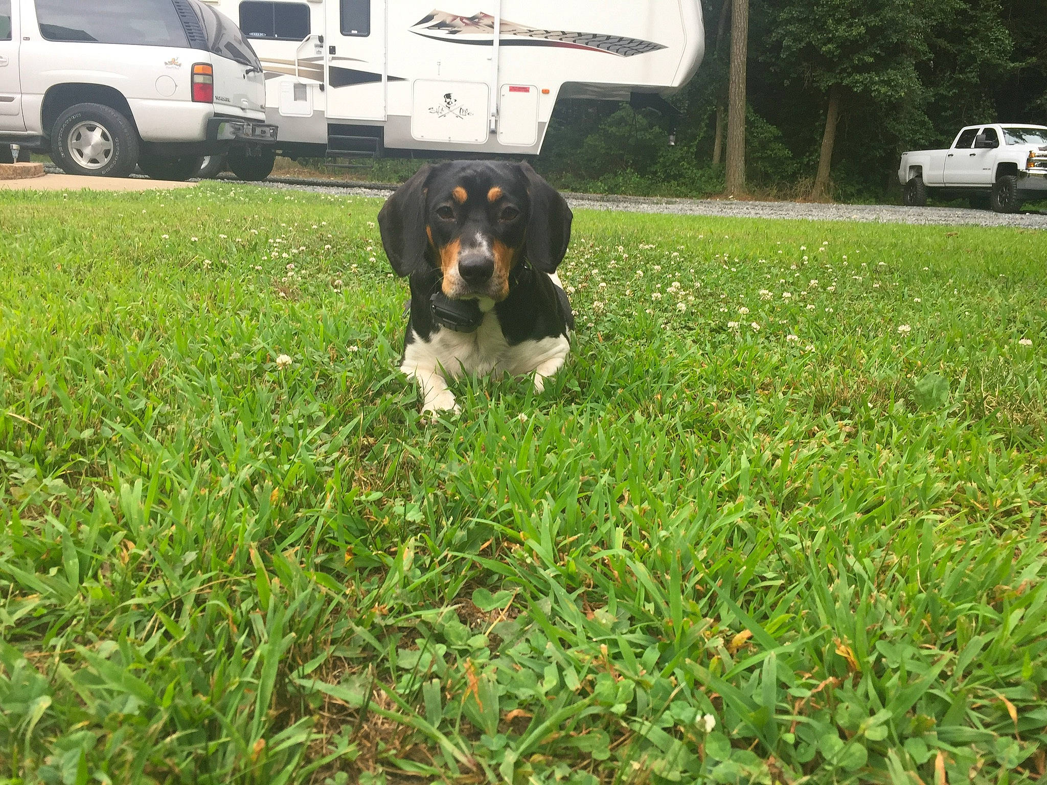 Jezebel joined the competition — help win amazing prizes! canidae, carnivore, dog, dog_breed, entlebucher_mountain_dog, grass, hunting_dog, mammal, sporting_group, vertebrate, working_dog