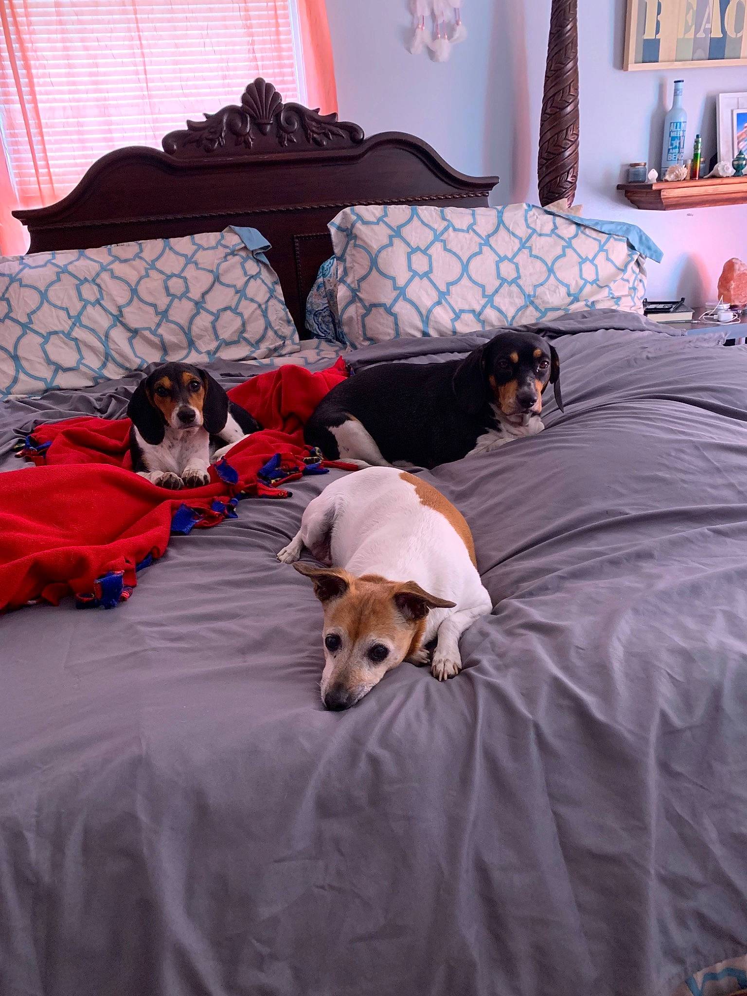 Jezebel joined the competition — help win amazing prizes! bed, bed_sheet, bedding, bedroom, canidae, carnivore, comfort, companion_dog, dog, dog_breed, duvet, duvet_cover, furniture, interior_design, jack_russell_terrier, linens, pillow, rat_terrier, room, textile