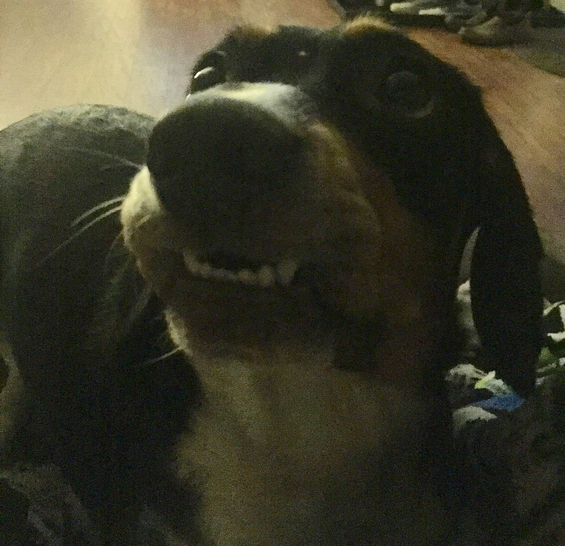 Jezebel joined the competition — help win amazing prizes! canidae, carnivore, dog, dog_breed, nose, snout, sporting_group