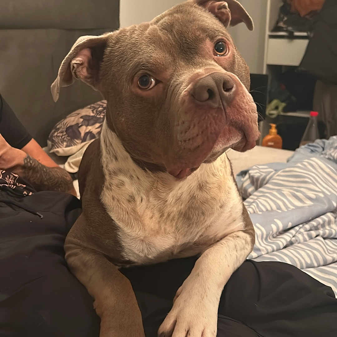 Offset participe au concours pour gagner de l'argent avec cette photo : animal, bed, blanket, brown, casual, companion, cozy, curious, dog, domestic, furniture, human_arm, indoor, paw, pet, portrait, relaxed, sitting, tattoo, white