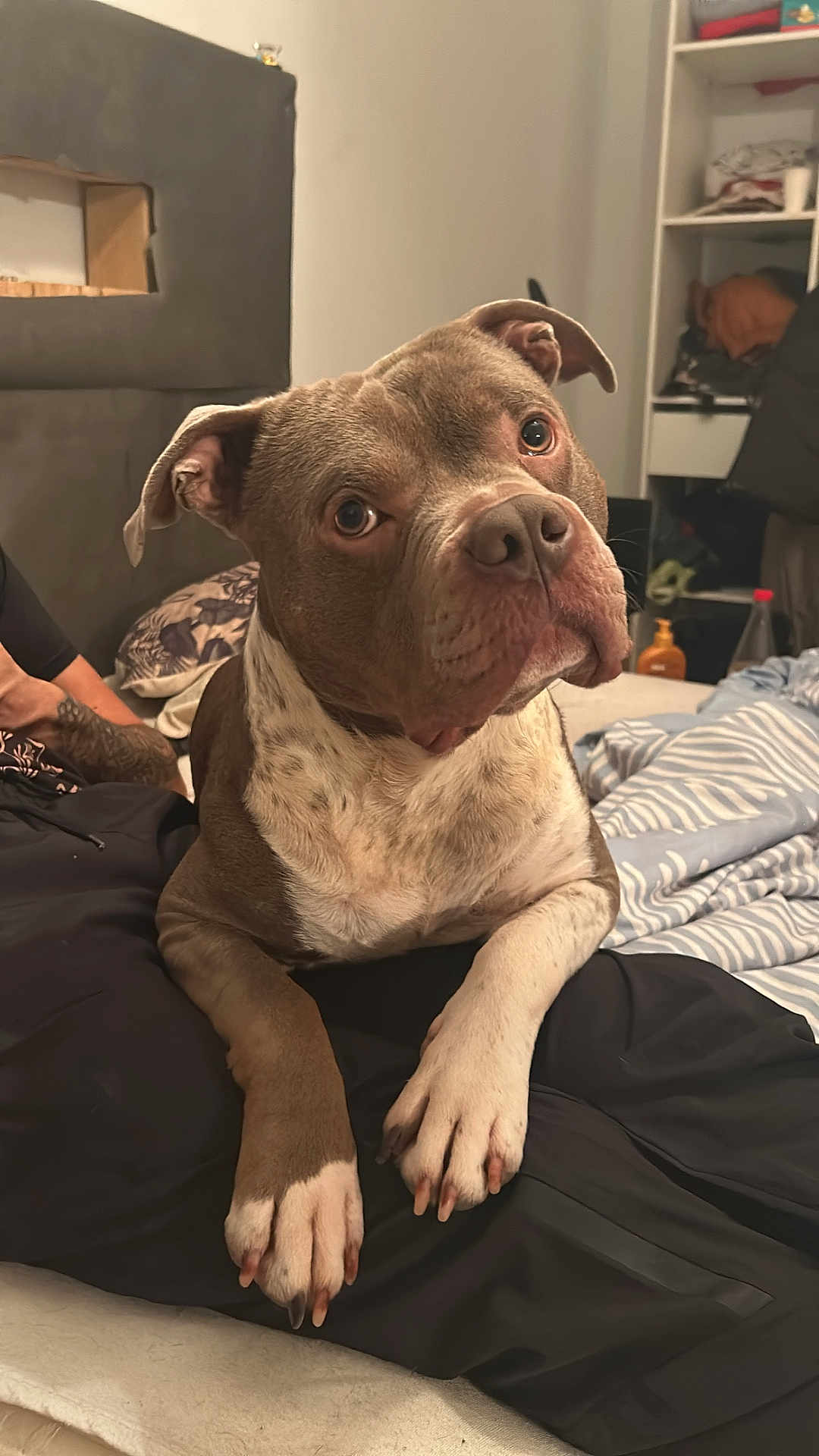 Offset participe au concours pour gagner de l'argent avec cette photo : dog, pet, indoor, bed, blanket, paw, curious, brown, white, furniture, human_arm, tattoo, casual, relaxed, cozy, sitting, portrait, domestic, companion, animal