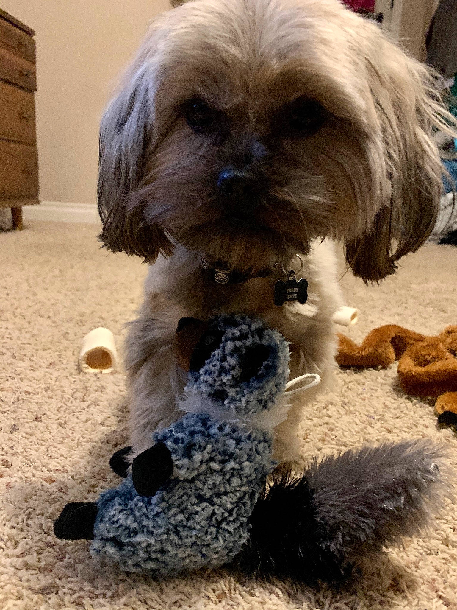 Teddy is registered to the contest to win money with this photo: canidae, carnivore, cavapoo, cockapoo, companion_dog, dog, dog_breed, havanese, kyi_leo, lhasa_apso, lowchen, maltepoo, mammal, puppy, schnoodle, shih_poo, shih_tzu, snout, tibetan_terrier, vertebrate