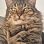 Cookie participe au concours pour gagner de l'argent avec cette photo : cat, tabby, fluffy, close_up, green_eyes, whiskers, fur, pet, animal, indoor, cute, mammal, portrait, feline, face, ears, nose, relaxed, domestic_cat, friendly