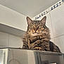 cat, tabby_cat, feline, indoor, kitchen, tiled_wall, metallic_surface, fur, whiskers, ears, eyes, resting, pet, animal, domestic_animal, close_up, portrait, looking, sitting, furniture
