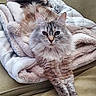 animal, blanket, blue_eyes, cat, comfort, couch, cozy, cute, feline, fluffy, fur, home, indoor, long_hair, paws, pet, relaxed, resting, stretching, whiskers