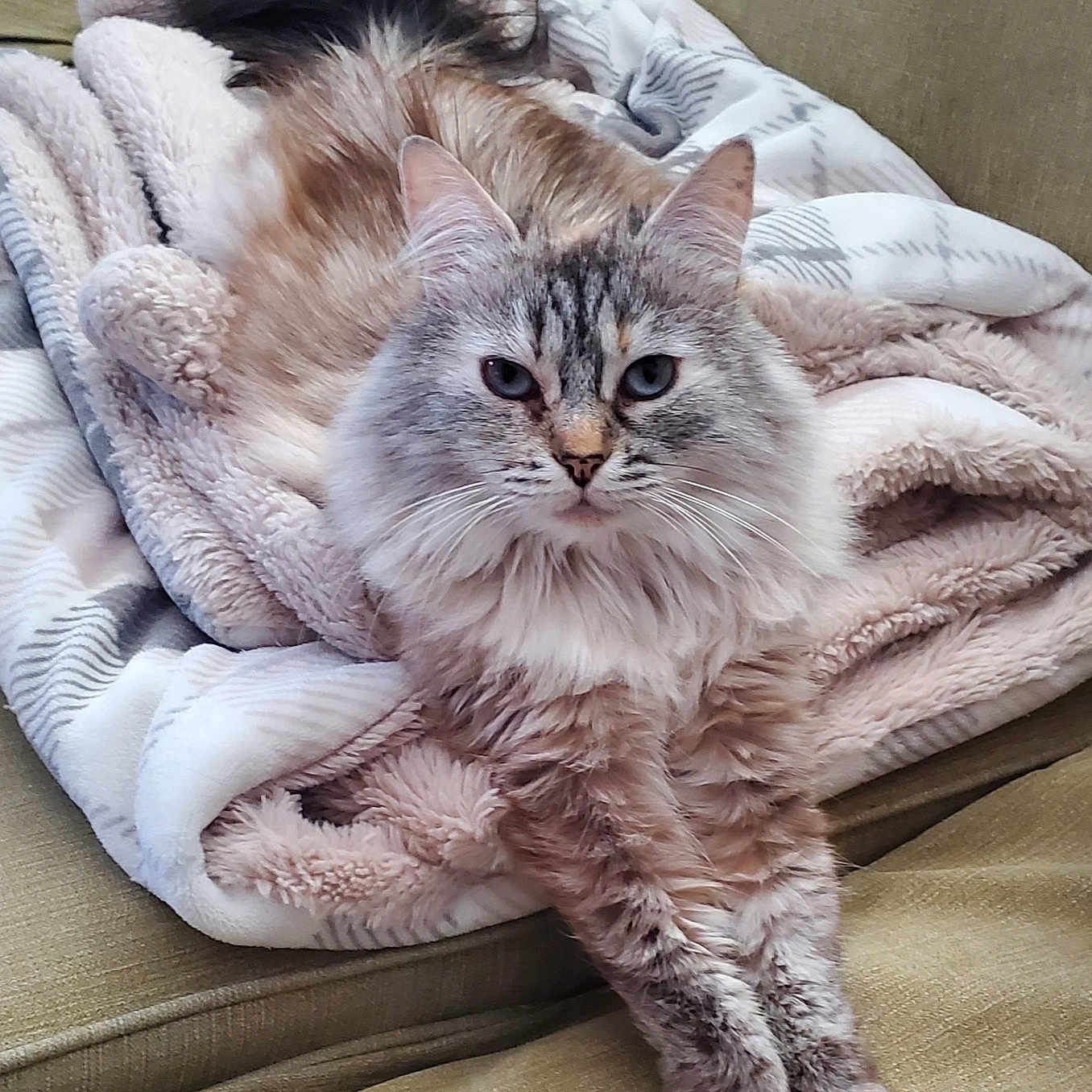 Lacey
