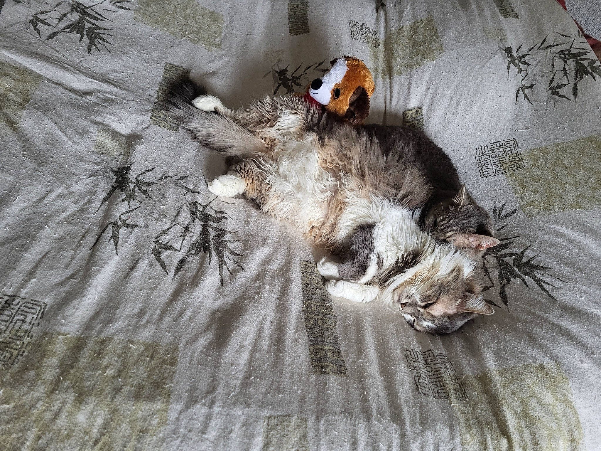 Diamant participe au concours pour gagner de l'argent avec cette photo : canidae, carnivore, cat, claw, comfort, domestic_short_haired_cat, fawn, felidae, fur, grey, hat, linens, paw, small_to_medium_sized_cats, snout, sporting_group, tail, toy, whiskers, wood