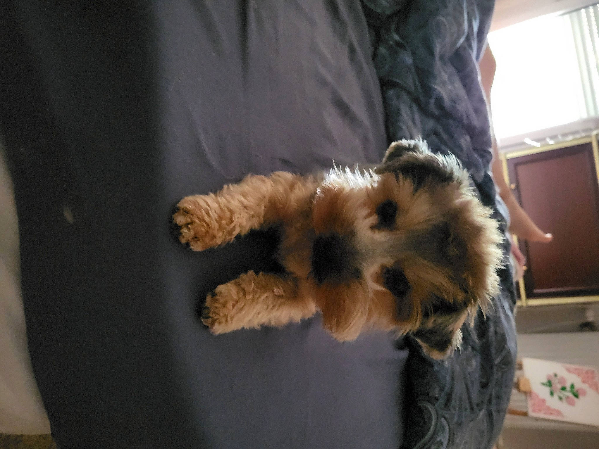 Shana participe au concours pour gagner de l'argent avec cette photo : canidae, carnivore, cat, claw, companion_dog, dog_breed, domestic_short_haired_cat, fawn, felidae, fur, paw, small_terrier, small_to_medium_sized_cats, snout, sporting_group, tail, terrier, toy_dog, whiskers, window