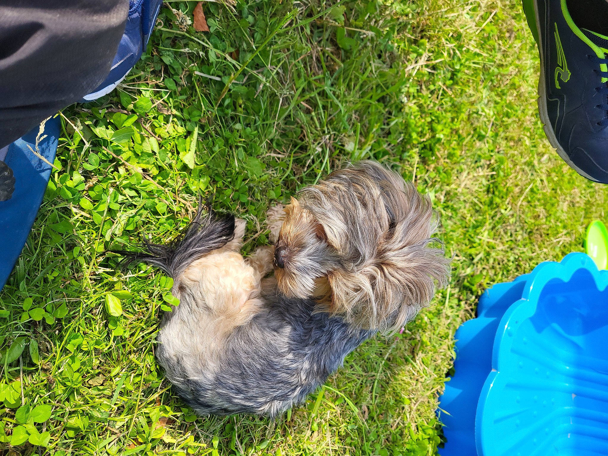 Shana a rejoint le concours — aidez-le/la à gagner de superbes lots ! blue, canidae, carnivore, companion_dog, dog, dog_breed, electric_blue, fawn, felidae, fur, grass, groundcover, lawn, schnauzer, small_terrier, snout, tail, terrier, toy_dog, working_animal