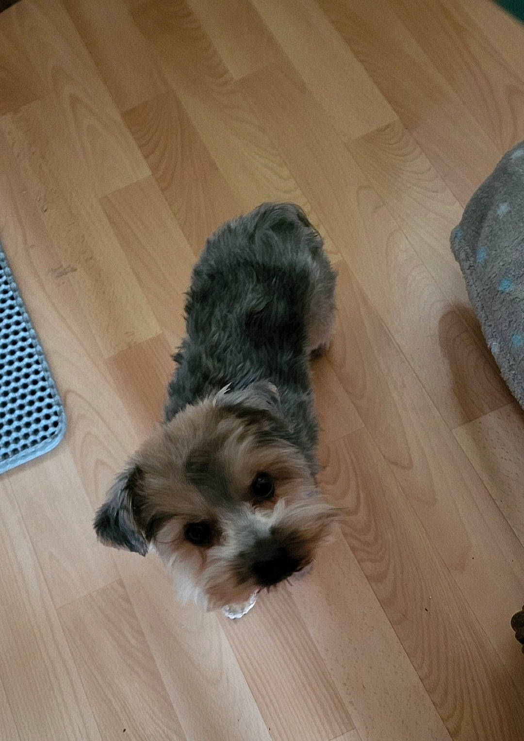 Shana a rejoint le concours — aidez-le/la à gagner de superbes lots ! carnivore, companion_dog, dog, dog_breed, floor, flooring, fur, hardwood, laminate_flooring, liver, small_terrier, snout, sporting_group, terrier, toy_dog, varnish, wood, wood_flooring, wood_stain, working_animal