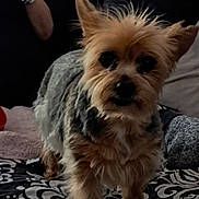 Hellie a rejoint le concours — aidez-le/la à gagner de superbes lots ! dog, terrier, small_dog, puppy, pet, standing, fluffy, scruffy, brown_fur, black_nose, pointy_ears, long_hair, portrait, indoor, blanket, bed, pillows, human_hand, cozy, patterned_fabric