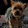 dog, terrier, small_dog, puppy, pet, standing, fluffy, scruffy, brown_fur, black_nose, pointy_ears, long_hair, portrait, indoor, blanket, bed, pillows, human_hand, cozy, patterned_fabric