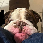 Ryder joined the competition — help win amazing prizes! bulldog, dog, pet, close_up, snout, tongue, wrinkles, indoor, floor, tile, brown, white, cute, animal, muzzle, face, nose, fur, domestic_animal, playful