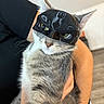 cat, masked_cat, gray_cat, white_cat, pet, animal, portrait, close_up, whiskers, green_eyes, pointed_ears, fur, superhero, costume, mask, funny, held_cat, indoor, person, photography