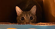 Maggie joined the competition — help win amazing prizes! cat, kitten, gray_cat, animal, pet, feline, wide_eyes, ears, whiskers, peeking, cardboard_box, cat_food, pet_food, packaging, indoor, wood_floor, blue_background, close_up, curious, funny