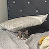 cat, tabby_cat, pet, animal, bed, bedroom, blanket, pillow, bedding, fluffy, gray_fur, wide_eyes, ears, whiskers, indoor, cozy, sleeping, cuddled, plush_toy, portrait