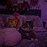 cat, gray_cat, white_markings, pet, animal, sitting, bed, bedroom, blanket, pillow, pizza_pillow, stuffed_animals, plush_toys, collar, indoors, purple_lighting, cozy, portrait, wide_eyes, home_decor