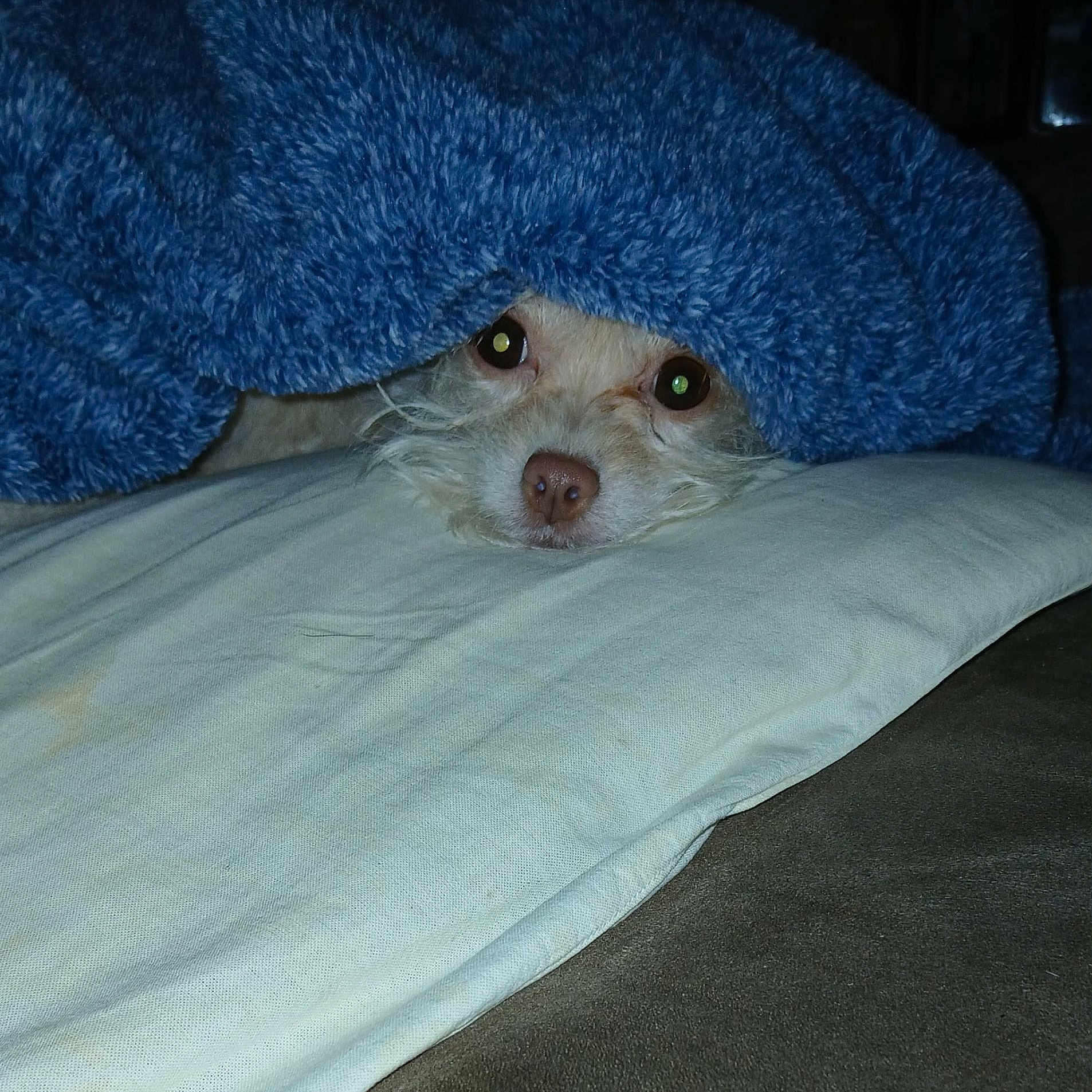 Hazel