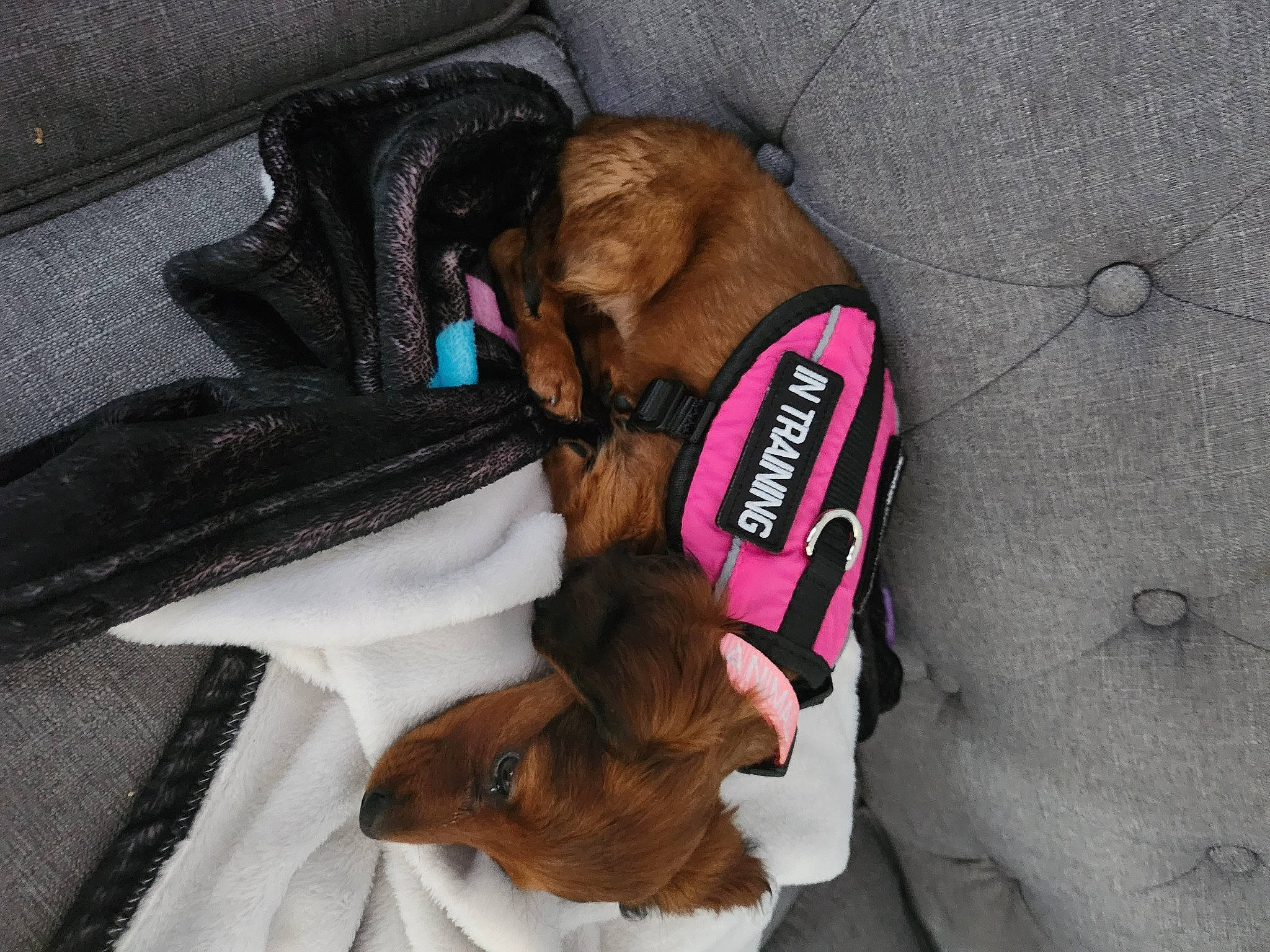 Cocoa joined the competition — help win amazing prizes! brown, canidae, carnivore, collar, comfort, companion_dog, dog, dog_breed, dog_collar, dog_supply, fawn, fur, leash, linens, liver, nap, pet_supply, sporting_group, toy_dog, working_animal