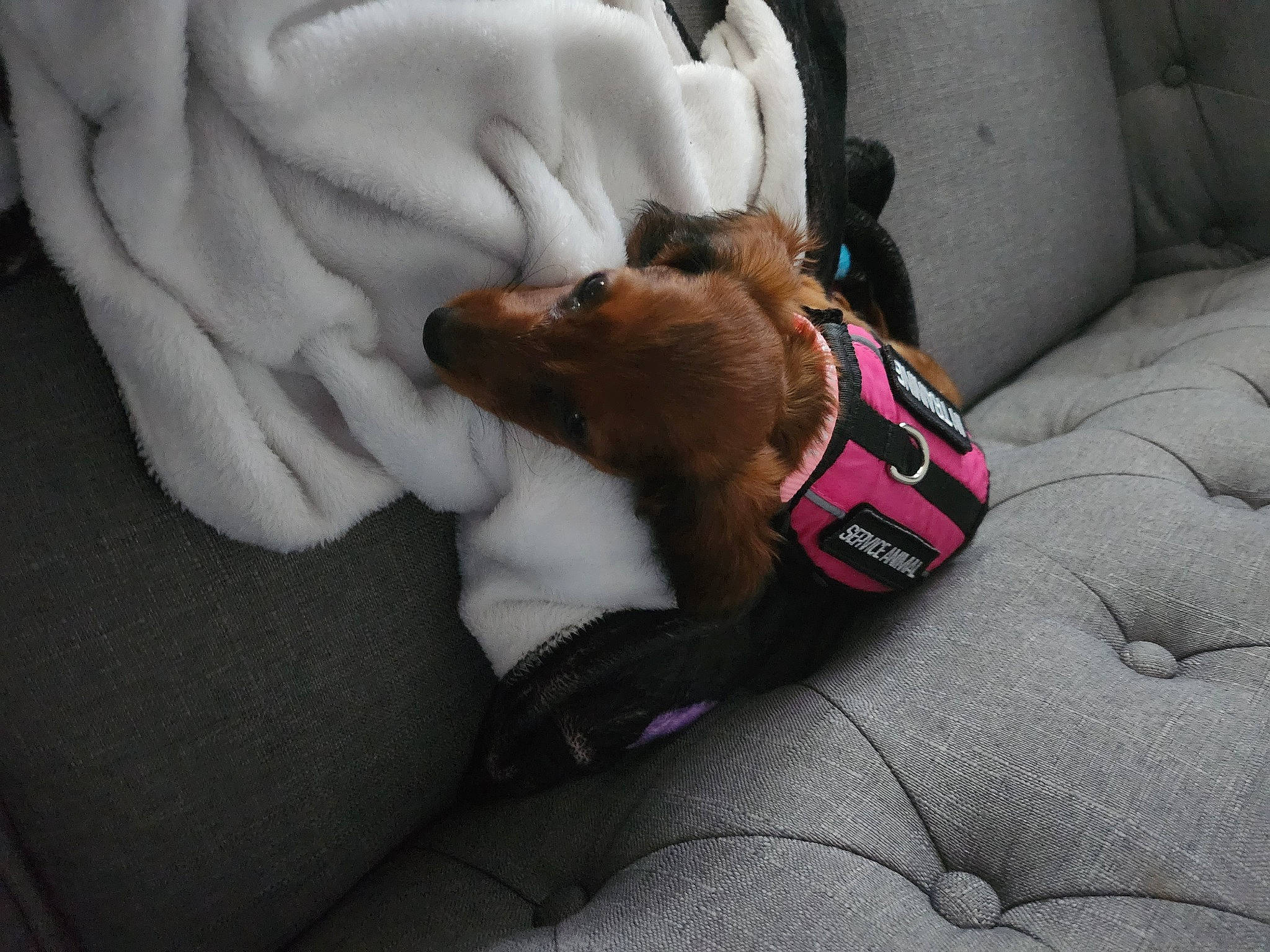 Cocoa joined the competition — help win amazing prizes! canidae, car_seat, carnivore, collar, comfort, companion_dog, dog, dog_bed, dog_breed, dog_supply, fawn, fur, gesture, linens, nap, paw, snout, sporting_group, stuffed_toy, toy_dog