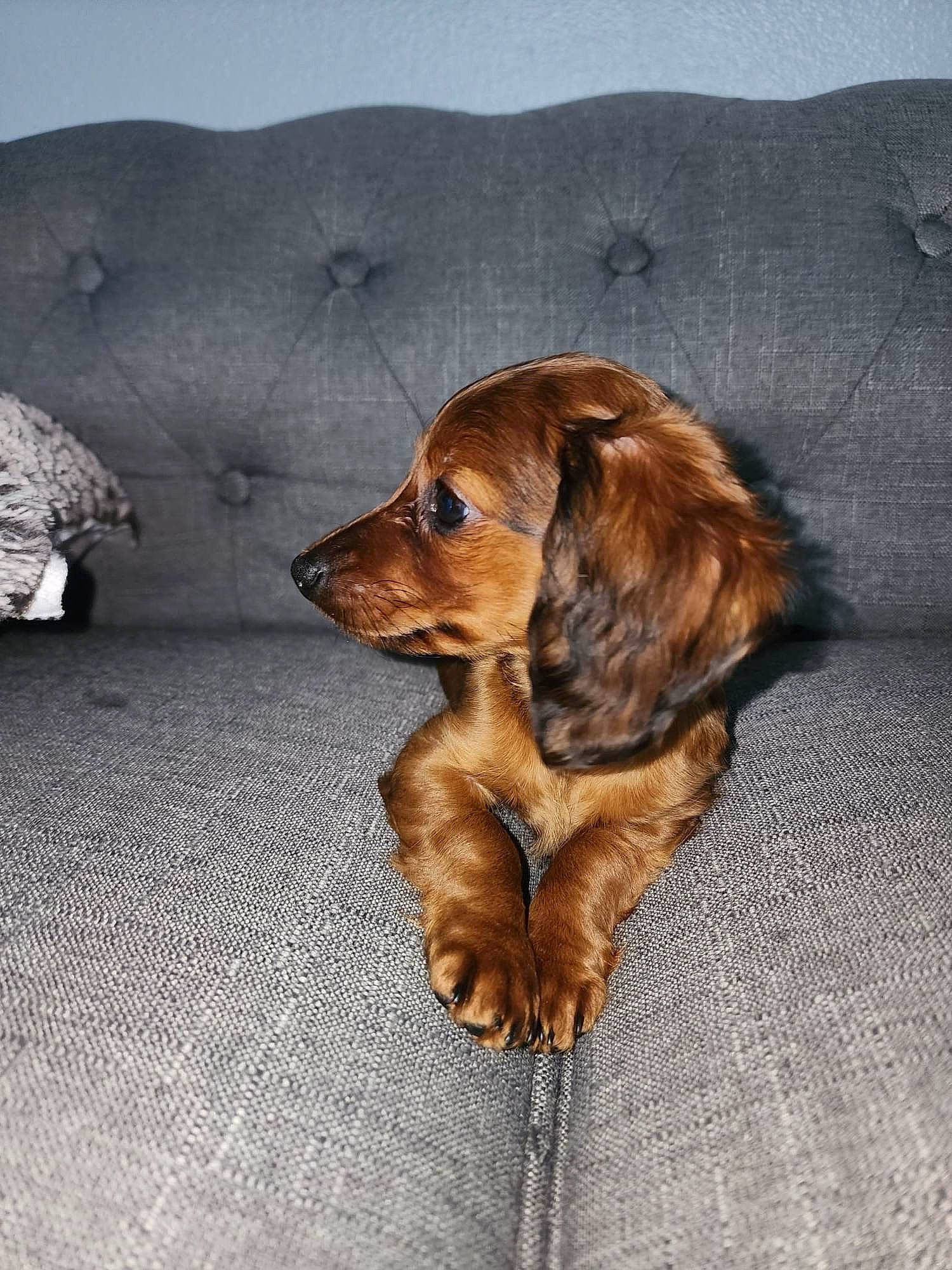 Cocoa joined the competition — help win amazing prizes! canidae, carnivore, comfort, companion_dog, dog, dog_breed, dog_supply, door, fawn, flooring, fur, liver, paw, snout, spaniel, sporting_group, terrestrial_animal, wood, working_animal