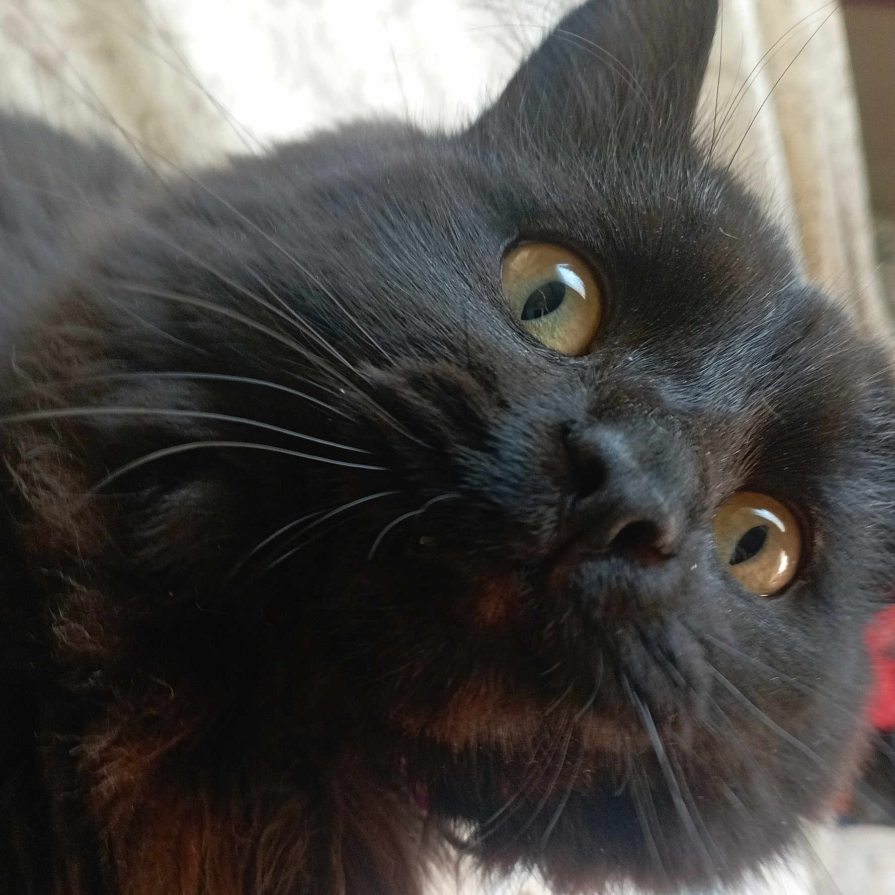 Elvis a rejoint le concours — aidez-le/la à gagner de superbes lots ! animal, blackcat, cat, kitten, manx, pet