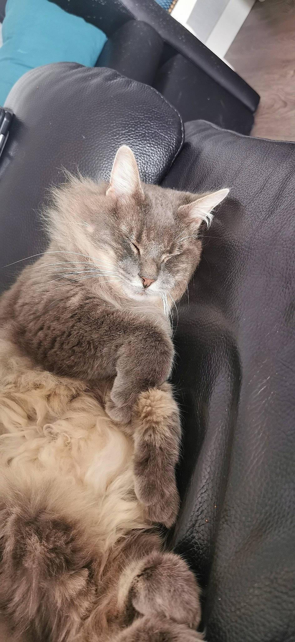 Pirate a rejoint le concours — aidez-le/la à gagner de superbes lots ! carnivore, cat, claw, comfort, domestic_short_haired_cat, ear, eye, fawn, felidae, fur, grey, nap, paw, sitting, small_to_medium_sized_cats, snout, tail, terrestrial_animal, whiskers, window