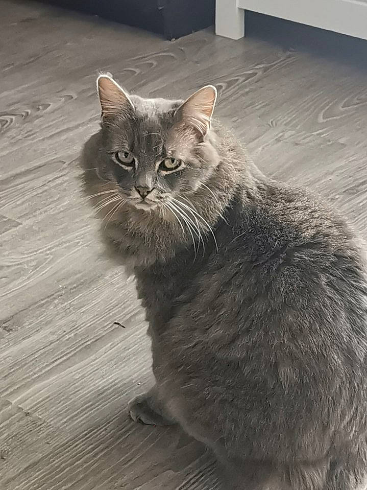 Pirate a rejoint le concours — aidez-le/la à gagner de superbes lots ! carnivore, cat, domestic_short_haired_cat, door, eye, felidae, flooring, fur, grey, line, monochrome, monochrome_photography, paw, small_to_medium_sized_cats, snout, tail, terrestrial_animal, whiskers, window, wood