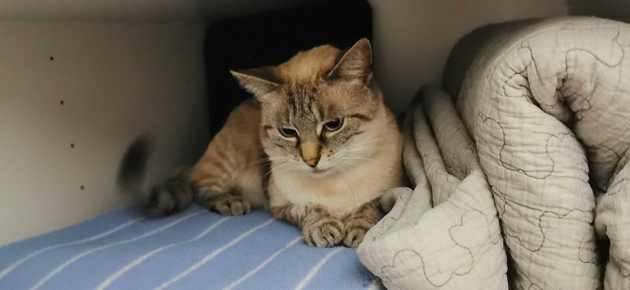 Malice a rejoint le concours — aidez-le/la à gagner de superbes lots ! bed, bedding, box, carnivore, cat, cat_supply, claw, comfort, domestic_short_haired_cat, fawn, felidae, fur, linens, nap, paw, pet_supply, small_to_medium_sized_cats, snout, terrestrial_animal, whiskers