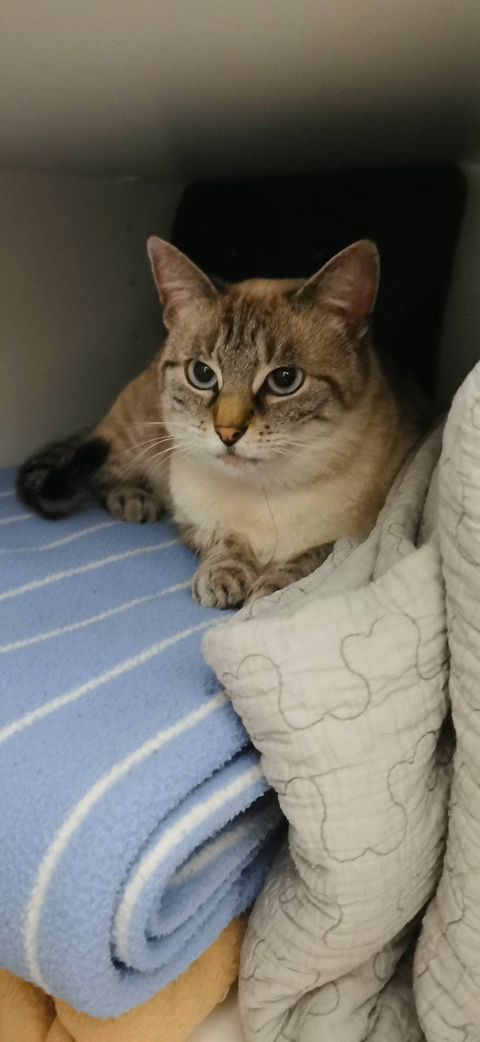 Malice a rejoint le concours — aidez-le/la à gagner de superbes lots ! carnivore, cat, cat_supply, claw, domestic_short_haired_cat, fawn, felidae, fur, paw, small_to_medium_sized_cats, snout, tail, terrestrial_animal, whiskers, window