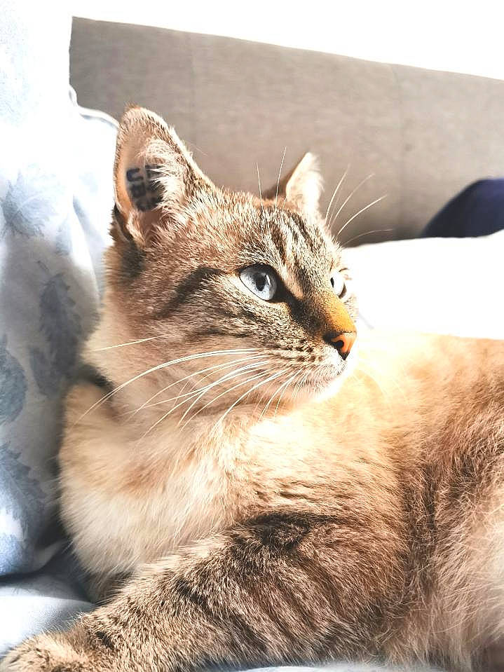 Malice participe au concours pour gagner de l'argent avec cette photo : carnivore, cat, claw, comfort, domestic_short_haired_cat, door, fawn, felidae, fur, paw, plant, sitting, small_to_medium_sized_cats, snout, tail, terrestrial_animal, tree, whiskers, wildlife, window