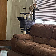 Simba is registered to the contest to win money with this photo: cat, cat_tree, couch, living_room, window, blinds, door, candle, coffee_table, furniture, pet, indoor, relaxing, brown, fluffy_cat, daylight, home, cozy, resting, domestic