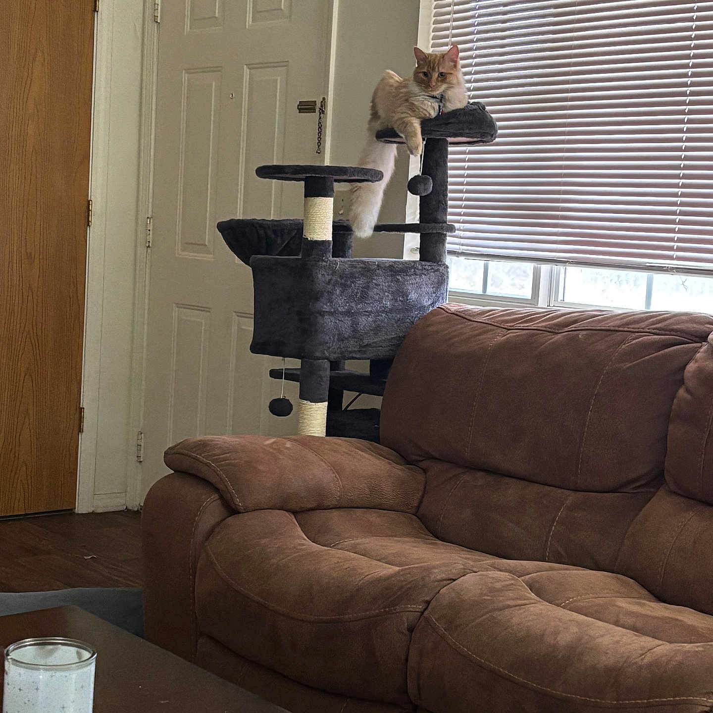 Simba is registered to the contest to win money with this photo: cat, cat_tree, couch, living_room, window, blinds, door, candle, coffee_table, furniture, pet, indoor, relaxing, brown, fluffy_cat, daylight, home, cozy, resting, domestic