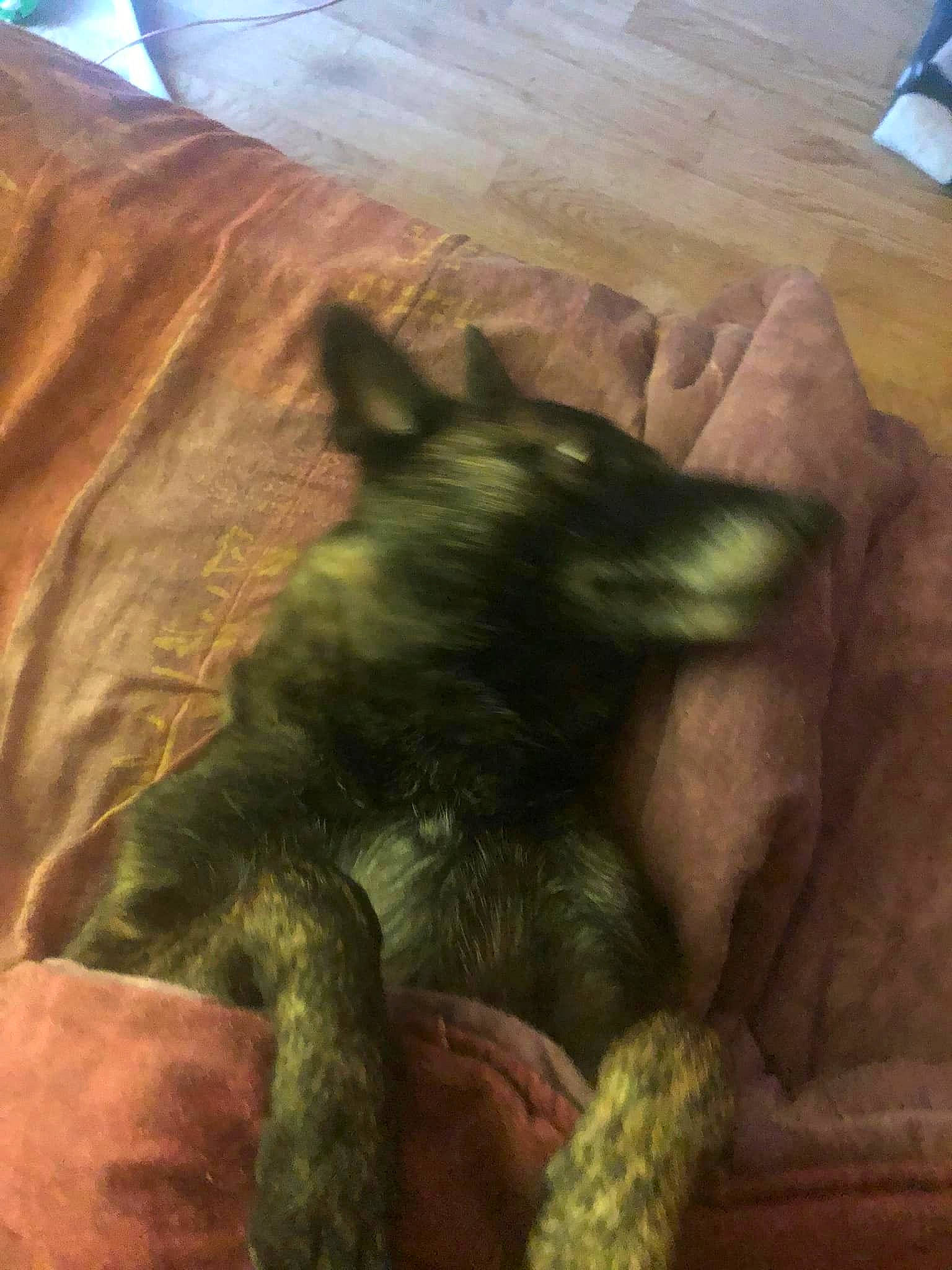 Orka a rejoint le concours — aidez-le/la à gagner de superbes lots ! bed, carnivore, comfort, companion_dog, dog, dog_breed, felidae, flooring, fur, hardwood, linens, paw, small_to_medium_sized_cats, snout, tail, terrestrial_animal, tints_and_shades, whiskers, wood, working_animal