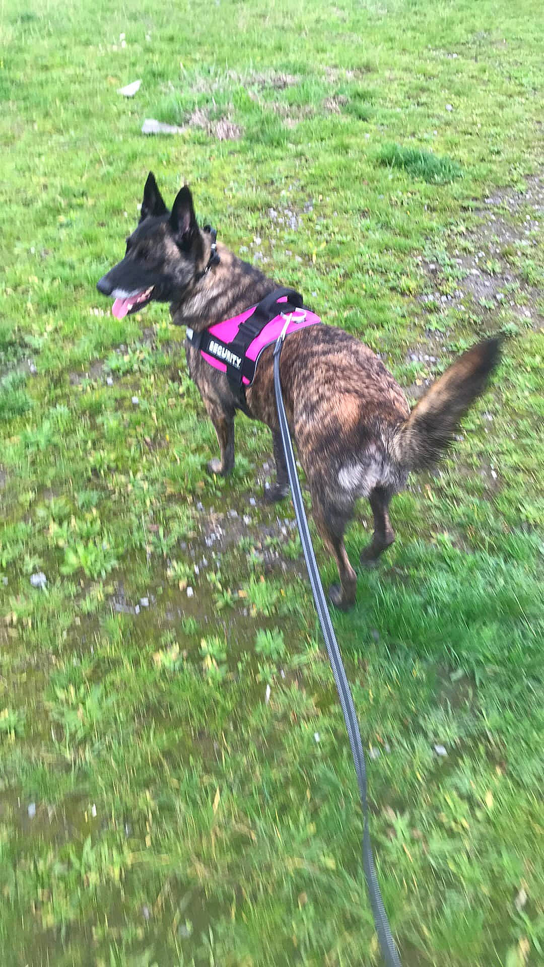 Orka a rejoint le concours — aidez-le/la à gagner de superbes lots ! canidae, carnivore, collar, companion_dog, dog, dog_breed, dog_collar, dog_supply, east_european_shepherd, fashion_accessory, grass, lawn, leash, old_german_shepherd_dog, pet_supply, recreation, sporting_group, tail, working_animal, working_dog