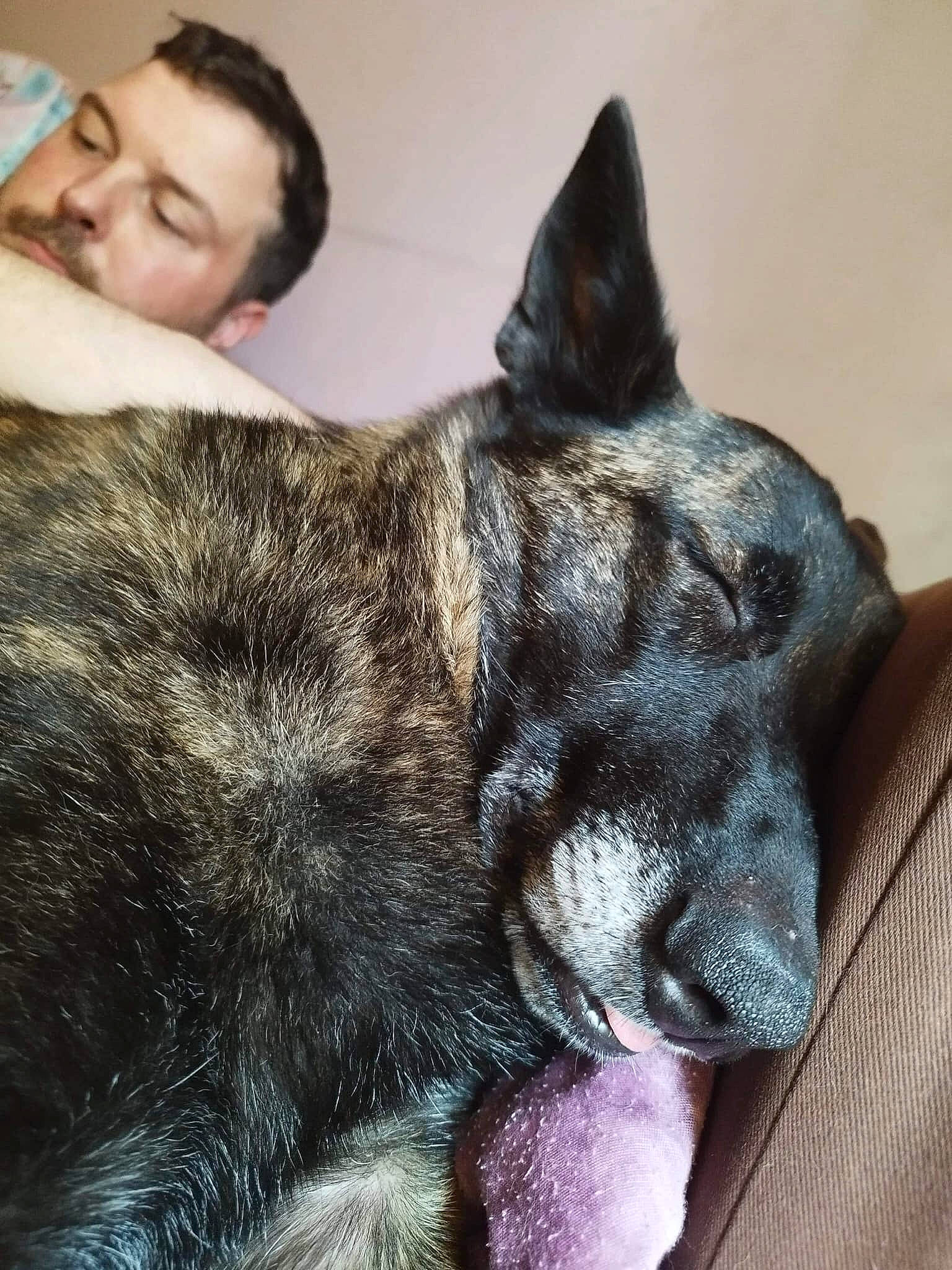 Orka participe au concours pour gagner de l'argent avec cette photo : canidae, carnivore, claw, comfort, companion_dog, dog, dog_breed, ear, fawn, foot, fur, guard_dog, non_sporting_group, paw, snout, sporting_group, terrestrial_animal, whiskers, working_animal, working_dog