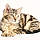 Minou
